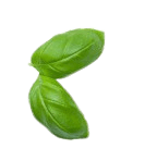 A leaf