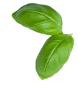 A leaf